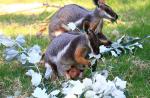 Australia's 'miracle' orphaned tree kangaroo joins Singapore Zoo - 13