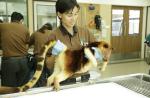 Australia's 'miracle' orphaned tree kangaroo joins Singapore Zoo - 15