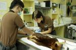 Australia's 'miracle' orphaned tree kangaroo joins Singapore Zoo - 20