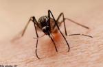 Myths about the Aedes mosquito and dengue - 19