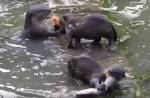 Otters in Singapore - 3