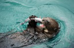 Otters in Singapore - 11