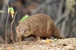 Otters in Singapore - 18