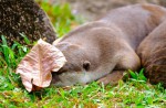 Otters in Singapore - 24