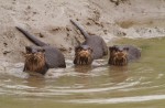 Otters in Singapore - 23