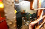 Toa Payoh hoarder and 7 cats lived in squalor - 21