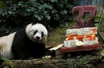 Hong Kong giant panda Jia Jia becomes oldest ever - 1