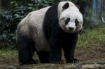 Hong Kong giant panda Jia Jia becomes oldest ever - 4