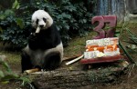 Hong Kong giant panda Jia Jia becomes oldest ever - 2