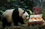 Hong Kong giant panda Jia Jia becomes oldest ever - 3