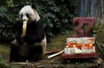 Hong Kong giant panda Jia Jia becomes oldest ever - 7