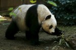 Hong Kong giant panda Jia Jia becomes oldest ever - 12