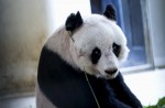 Hong Kong giant panda Jia Jia becomes oldest ever - 22