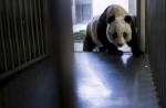 Hong Kong giant panda Jia Jia becomes oldest ever - 21