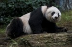 Hong Kong giant panda Jia Jia becomes oldest ever - 23