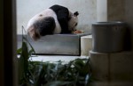 Hong Kong giant panda Jia Jia becomes oldest ever - 26