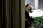 Hong Kong giant panda Jia Jia becomes oldest ever - 27