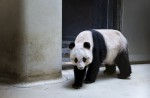 Hong Kong giant panda Jia Jia becomes oldest ever - 25