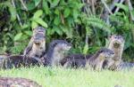 Otters in Singapore - 2