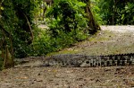 Wide variety of wildlife at Sungei Buloh Wetland Reserve - 0