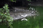 Wide variety of wildlife at Sungei Buloh Wetland Reserve - 2