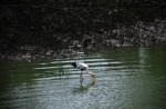 Wide variety of wildlife at Sungei Buloh Wetland Reserve - 4