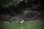 Wide variety of wildlife at Sungei Buloh Wetland Reserve - 3