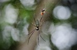 Wide variety of wildlife at Sungei Buloh Wetland Reserve - 7