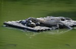 Wide variety of wildlife at Sungei Buloh Wetland Reserve - 8