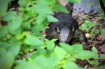 Wide variety of wildlife at Sungei Buloh Wetland Reserve - 5