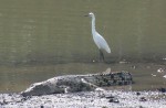 Wide variety of wildlife at Sungei Buloh Wetland Reserve - 10