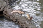 Wide variety of wildlife at Sungei Buloh Wetland Reserve - 14