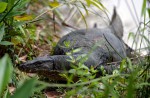 Wide variety of wildlife at Sungei Buloh Wetland Reserve - 17