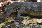 Wide variety of wildlife at Sungei Buloh Wetland Reserve - 19