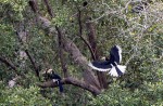 Wide variety of wildlife at Sungei Buloh Wetland Reserve - 16