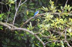 Wide variety of wildlife at Sungei Buloh Wetland Reserve - 22