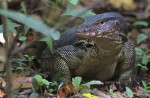 Wide variety of wildlife at Sungei Buloh Wetland Reserve - 20