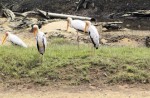 Wide variety of wildlife at Sungei Buloh Wetland Reserve - 21