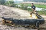 15-foot crocodile caught in Brunei village - 2