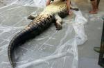 15-foot crocodile caught in Brunei village - 5