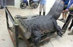 15-foot crocodile caught in Brunei village - 4