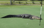 Man tries to catch large alligator on his own - 2