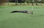 Man tries to catch large alligator on his own - 3