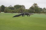 Man tries to catch large alligator on his own - 1