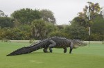 Man tries to catch large alligator on his own - 0