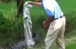 Man tries to catch large alligator on his own - 4