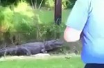 Man tries to catch large alligator on his own - 11