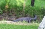 Man tries to catch large alligator on his own - 12