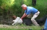 Man tries to catch large alligator on his own - 15