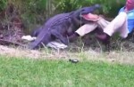 Man tries to catch large alligator on his own - 19